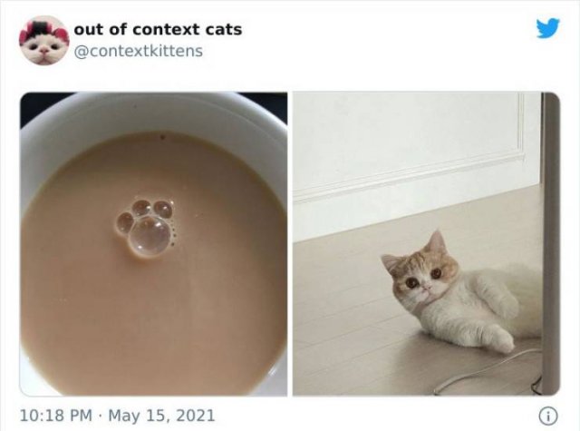 Hilarious Cats (48 pics)