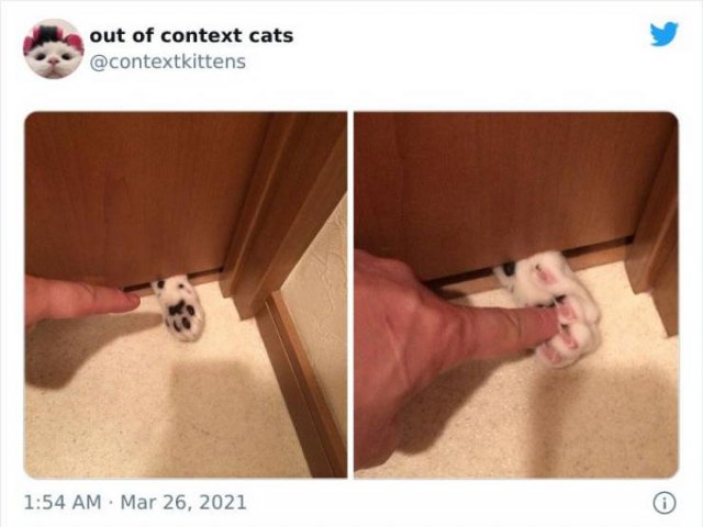 Hilarious Cats (48 pics)