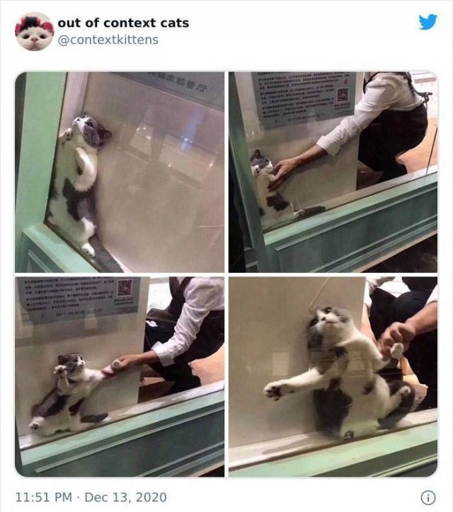Hilarious Cats (48 pics)
