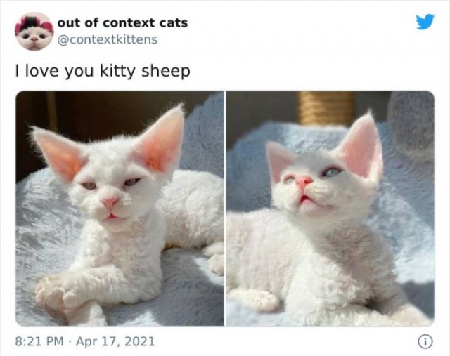 Hilarious Cats (48 pics)