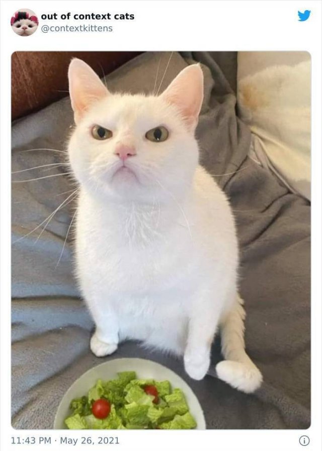 Hilarious Cats (48 pics)