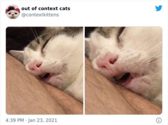 Hilarious Cats (48 pics)