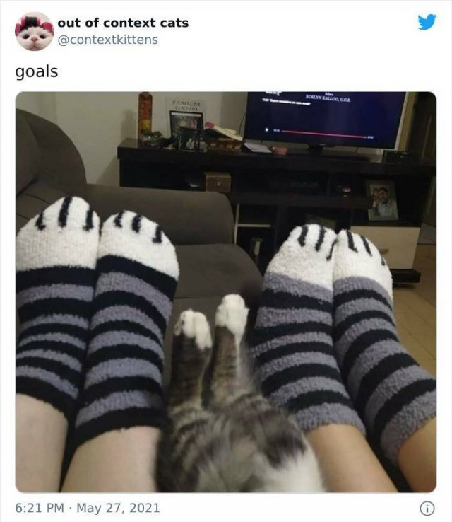 Hilarious Cats (48 pics)