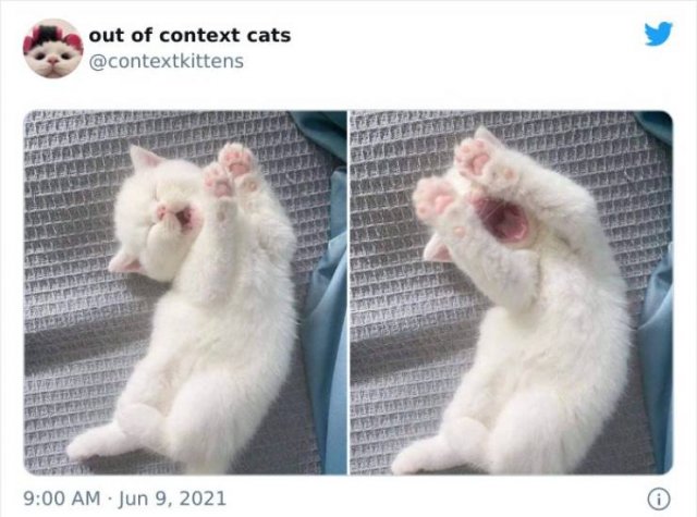 Hilarious Cats (48 pics)