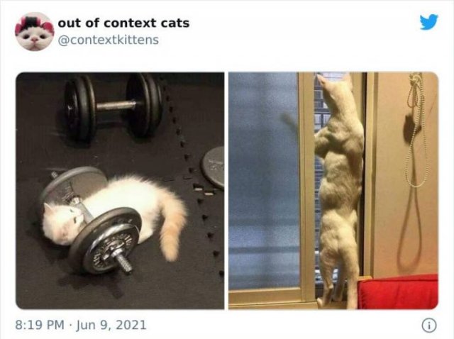 Hilarious Cats (48 pics)