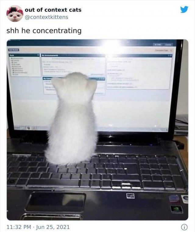 Hilarious Cats (48 pics)