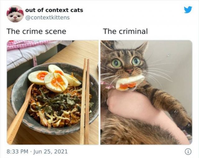 Hilarious Cats (48 pics)