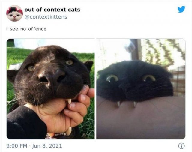 Hilarious Cats (48 pics)