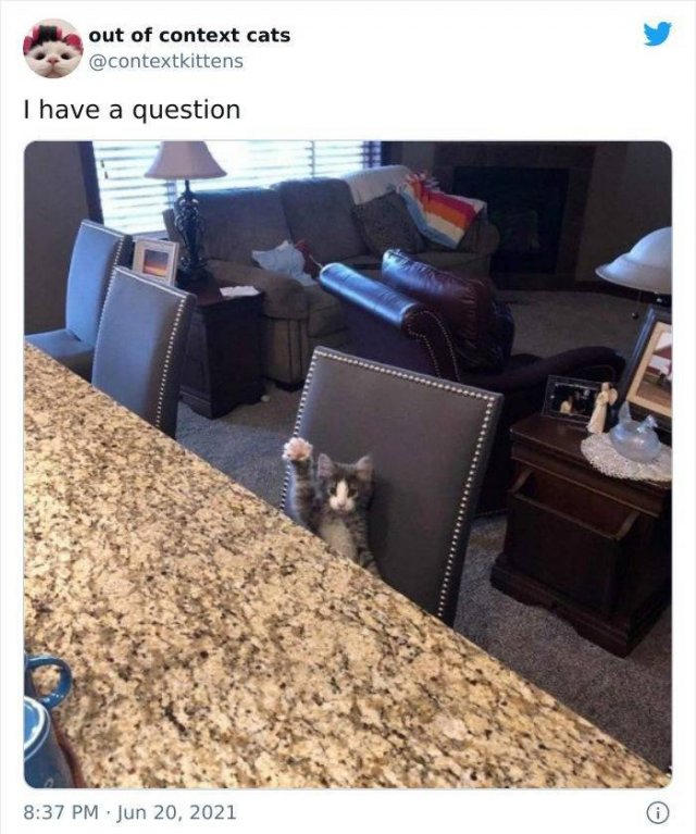 Hilarious Cats (48 pics)