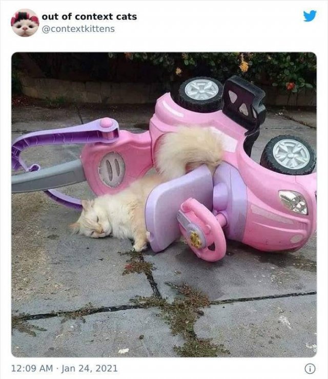 Hilarious Cats (48 pics)