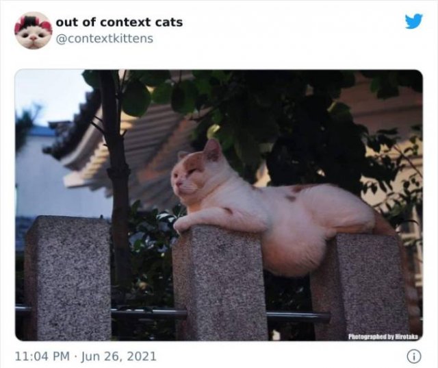 Hilarious Cats (48 pics)