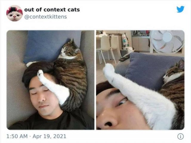 Hilarious Cats (48 pics)