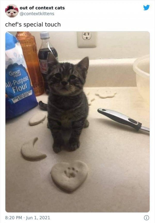 Hilarious Cats (48 pics)