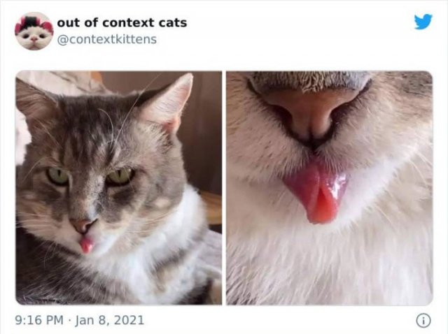 Hilarious Cats (48 pics)