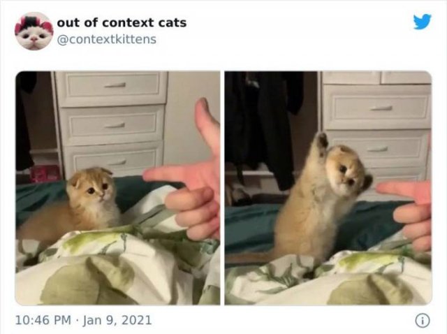 Hilarious Cats (48 pics)