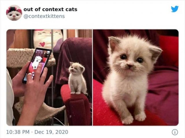 Hilarious Cats (48 pics)