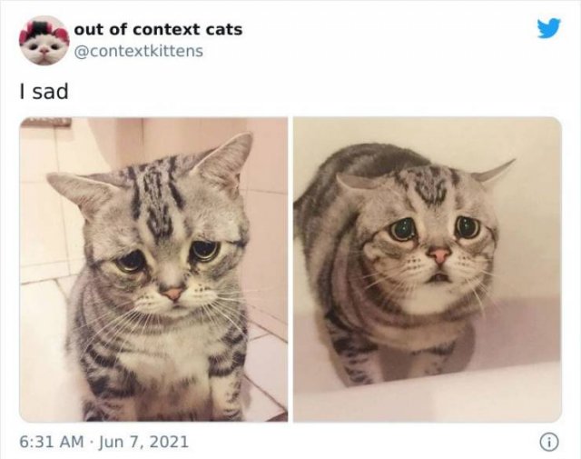 Hilarious Cats (48 pics)