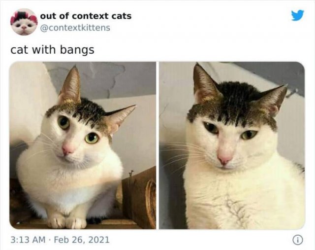 Hilarious Cats (48 pics)
