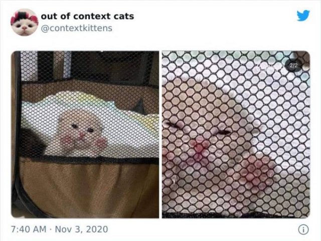 Hilarious Cats (48 pics)