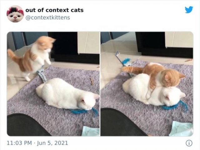 Hilarious Cats (48 pics)