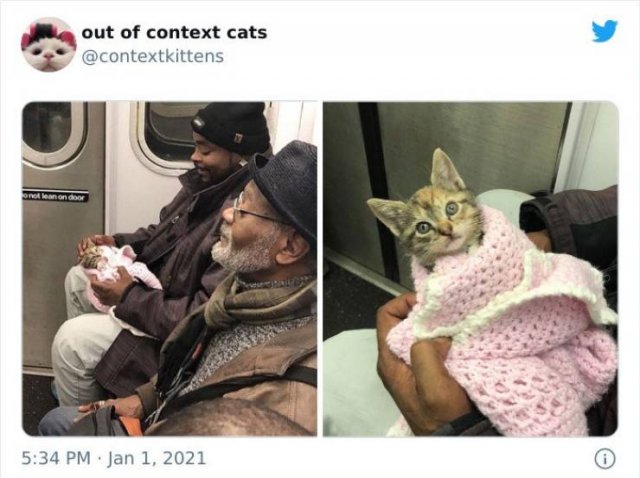 Hilarious Cats (48 pics)
