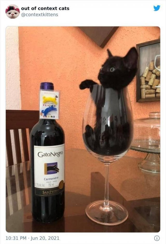 Hilarious Cats (48 pics)