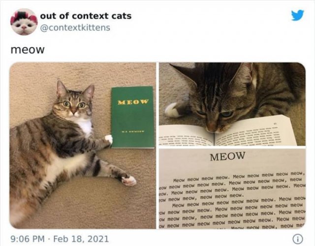 Hilarious Cats (48 pics)