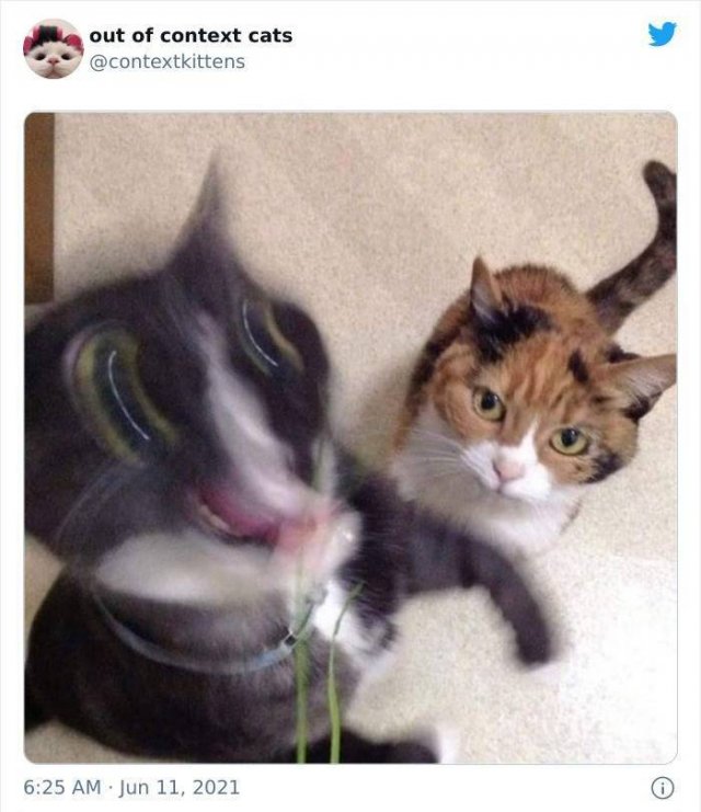 Hilarious Cats (48 pics)