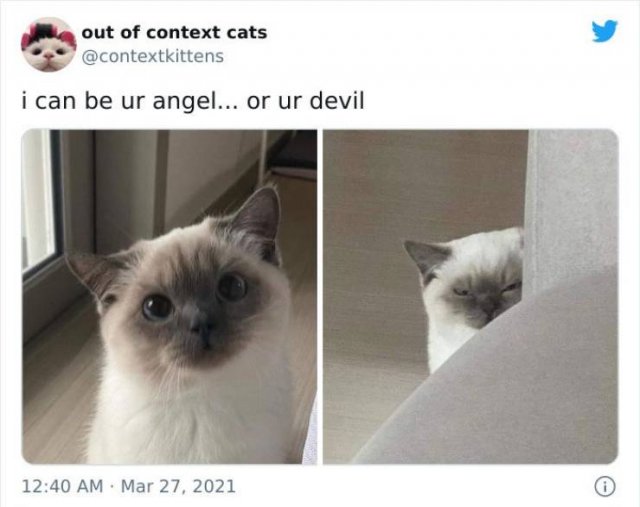 Hilarious Cats (48 pics)