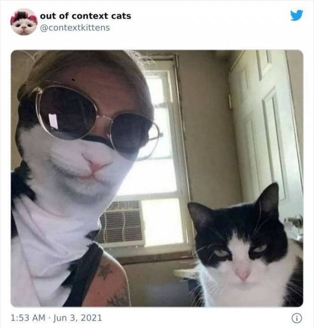 Hilarious Cats (48 pics)