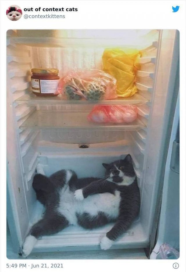 Hilarious Cats (48 pics)