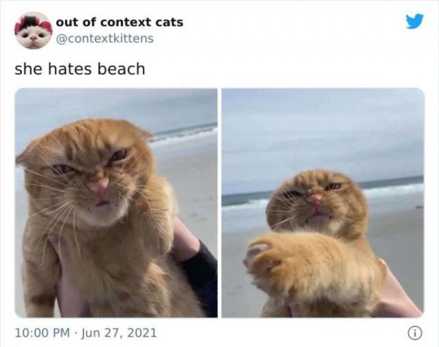 Hilarious Cats (48 pics)