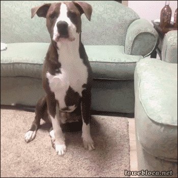 Acid Gifdump, July 5 (25 gifs)