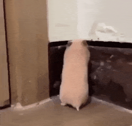 Acid Gifdump, July 5 (25 gifs)