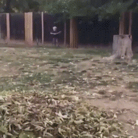Acid Gifdump, July 5 (25 gifs)