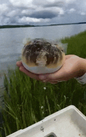 Acid Gifdump, July 5 (25 gifs)