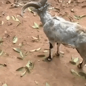 Acid Gifdump, July 6 (25 gifs)
