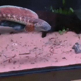 Acid Gifdump, July 6 (25 gifs)