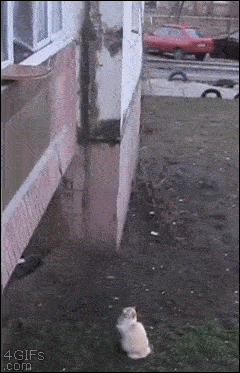 Acid Gifdump, July 6 (25 gifs)