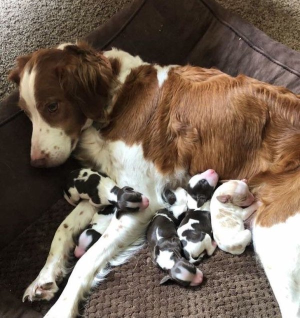 Animal Motherhood (20 pics)