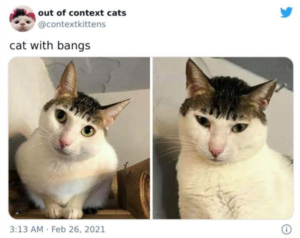 Hilarious Cats (30 pics)