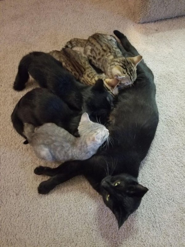 Animal Motherhood (20 pics)