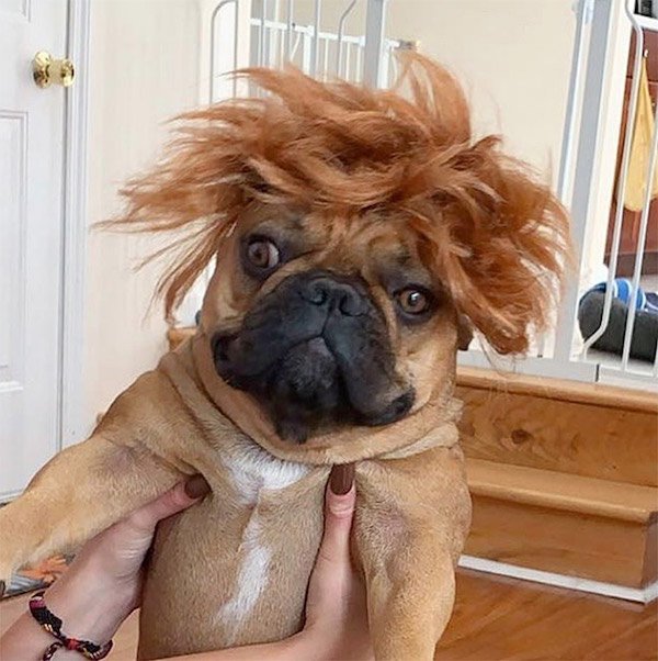 Funny Animal Memes And Pictures (61 pics)