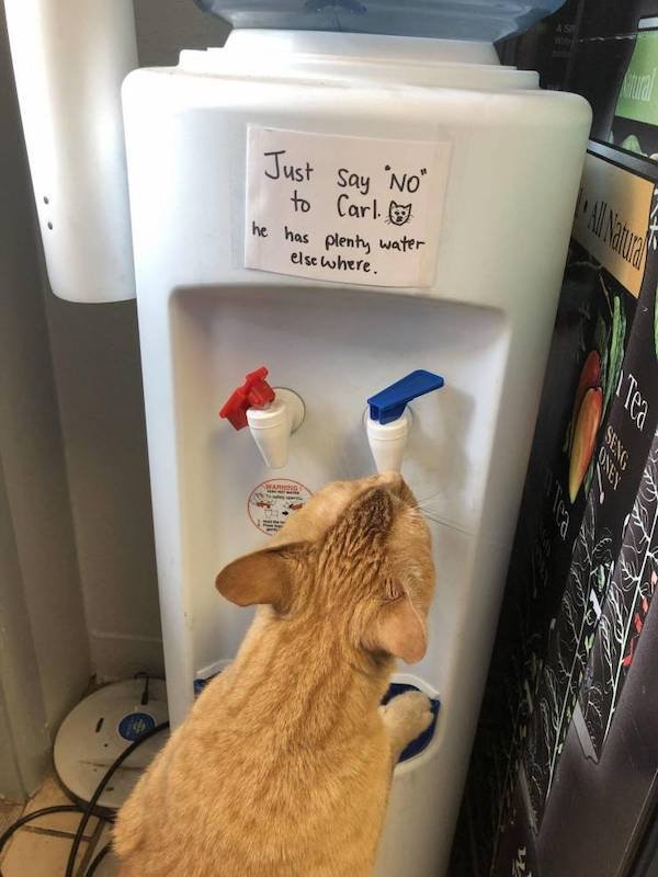 Funny Animal Memes And Pictures (61 pics)
