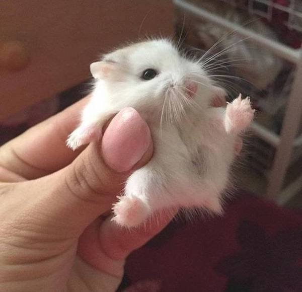 Funny Animal Memes And Pictures (61 pics)