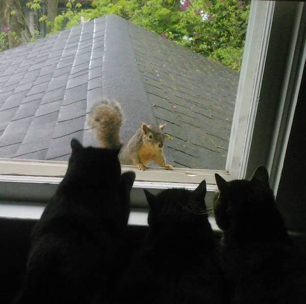 Funny Animal Memes And Pictures (61 pics)