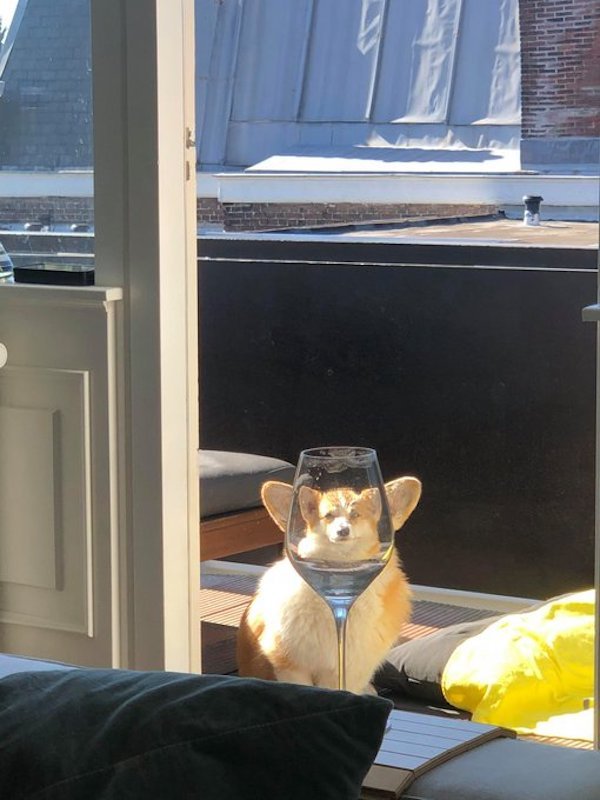 Funny Animal Memes And Pictures (61 pics)