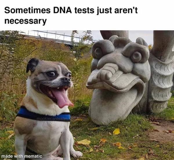 Funny Animal Memes And Pictures (61 pics)