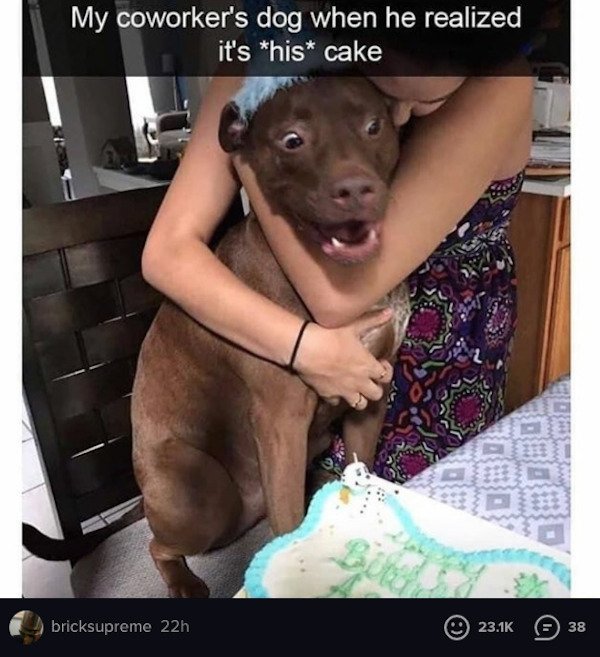 Funny Animal Memes And Pictures (61 pics)