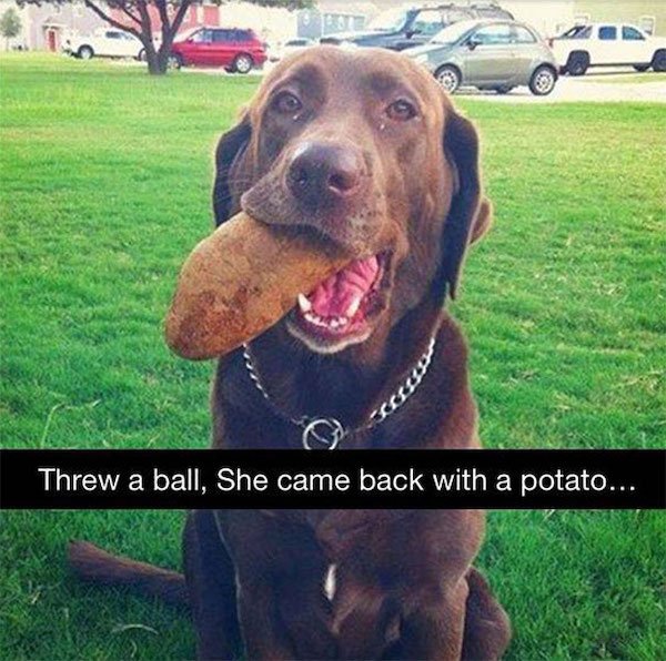 Funny Animal Memes And Pictures (61 pics)